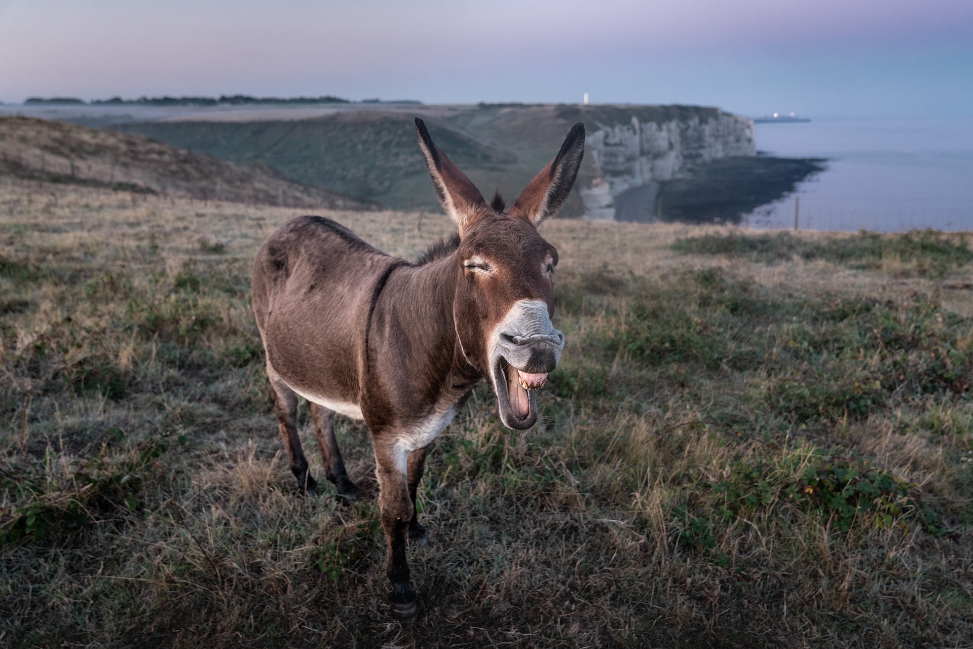 talking donkey